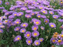 Risultati immagini per settembrini fiori