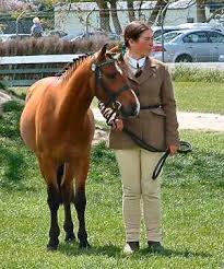 Image result for IRAN HORSES