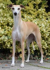Resultado de imagem para whippet