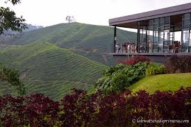 Image result for cameron highland in malaysia