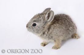 Image result for RABBIT