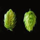 Galena hops