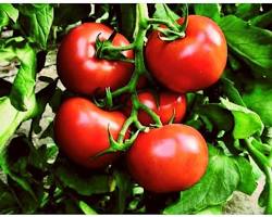 Image of Hisar Lalit Tomato ON indiamart.com