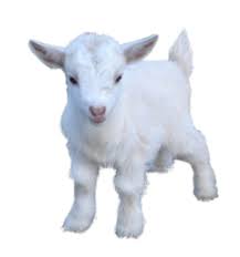 Image result for GOAT
