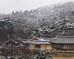 벚꽃다례 이미지