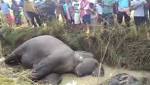 Seven elephants electrocuted death Odisha