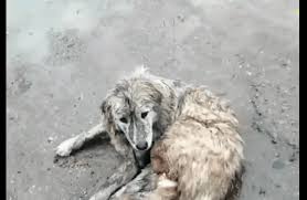 狗狗走丢数月后自己又找回来，却被主人阻止回家，只因它变了样 ...