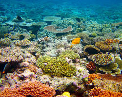 Great Barrier Reef的圖片