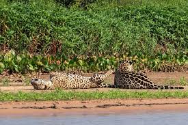 'Cê parece onça tomando sol': felino relaxa de barriga para cima no Pantanal