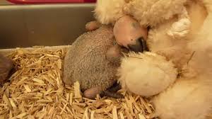 Image result for african grey parrot for sale