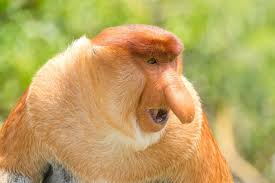 Image result for MONKEYS