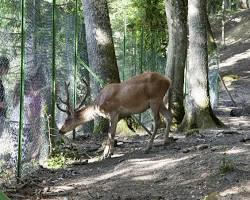 Immagine di Riserva Naturale della Biosfera di CollemeluccioMontedimezzo