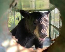 Bear captured on Tampa International Airport property