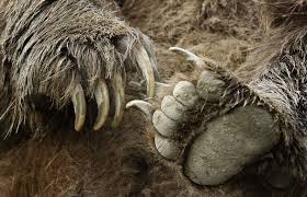 Image result for pic of bear claw