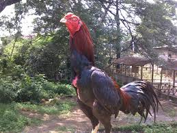 Hasil gambar untuk ayam bangkok