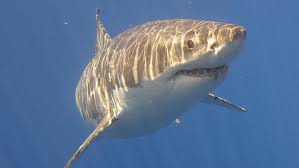 Image result for greatwhiteshark