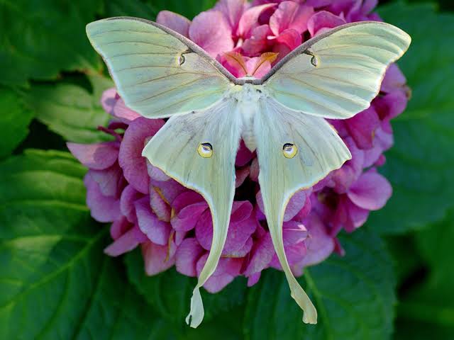 Luna Moth