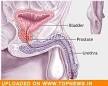 Cancer de la prostate: l effet bnfique de la masturbation remis en