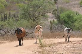 Resultado de imagem para caatinga