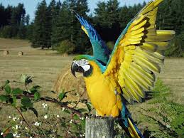 Image result for macaw parrot hd