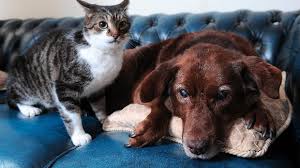 Anjing Buta Dengan Penuntun Seekor Kucing