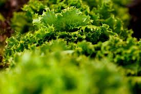 Can you eat lettuce safely during the cyclospora outbreak? Advice from an infectious disease expert