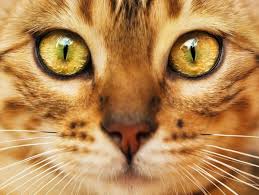 Bildergebnis für orangene katze