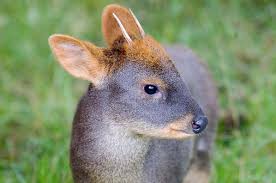 Résultat de recherche d'images pour "pudu"