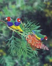 Hasil gambar untuk Gouldian finch