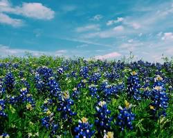 Image of Blue Bonnet, Llano Texas