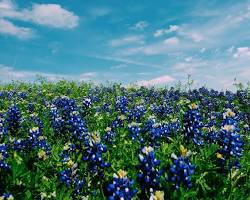 Image of Blue Bonnet, Llano Texas