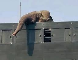 BREAKING | At least 33 elephants from Arunachal Pradesh are ...