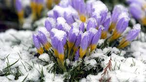 Eisheilige 2026: So schützen Sie Ihre Pflanzen vor Frühjahrsfrost