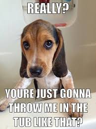 Funny beagle picture/ quote | Dog quotes | Pinterest | Beagles ... via Relatably.com