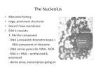 Functional proteomic analysis of human nucleolus