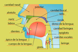 Resultado de imagen para imagenes del aparato fonador