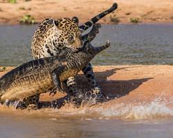 Imagem de Jaguar hunting a caiman