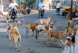 Image result for street dogs fight