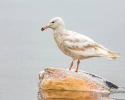 Image of Herring Gull Chicago