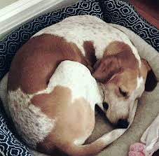 Image result for sleeping hunting dog