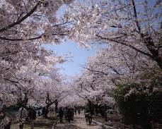 広島平和記念公園 お花見の画像