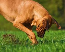 dog digging in artificial grass