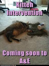 kitten intervention funny cat nip pictures - Dump A Day via Relatably.com