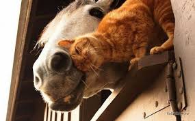 Image result for animals in love