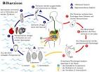 Bilharziose p dia