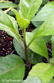 Image result for health benefits of longevity spinach