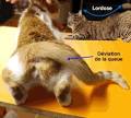 Pilule contre les chaleurs chez la chatte : stop! - SantVet