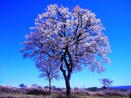 Resultado de imagem para cagaiteira em flor