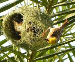 Image result for birds nests images