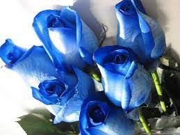 Image result for karangan bunga mawar biru